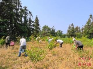 武当山开展抗旱行动，保障油茶树稳产增收