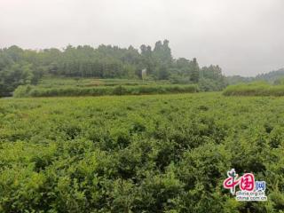 凤凰新场镇：发展雪茶产业让农民“腰包”鼓起来