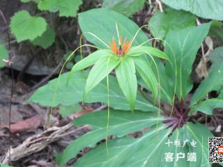 国家二级保护植物！在大西沟省级自然保护区首次现身