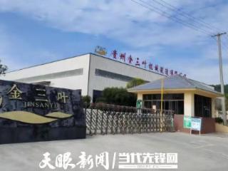 企业观察 | 贵州金三叶：碾茶生产制作全程“不落地”