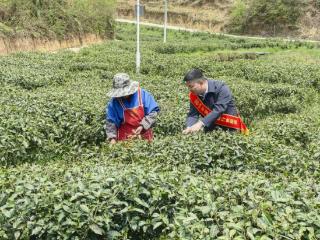 工行毕节纳雍支行：金融活水润茶企 开启数字化转型新篇章