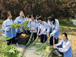 艾草青青传古意——济南市莱芜第一中学学子巧手编织出端午情浓