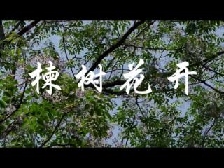 “陕军”东征：鲁迅故乡拍电影——《楝树花开》观影会在西安举行