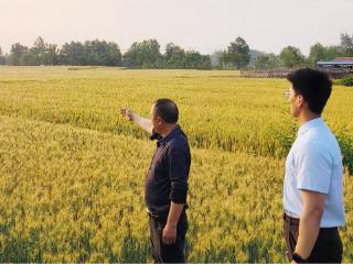 农品丰收产业旺——建行江苏省分行助力乡村过“三夏”