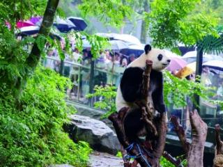 雨中游红山围观“网红”