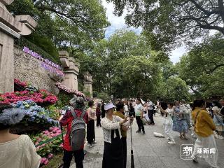 吴山八仙花展“出圈”背后 是杭州的“花式幸福”