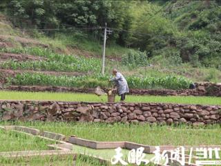 【四在农家·和美乡村】习水：“稻鱼共生”跃动增收“聚宝盆”