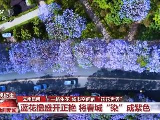 一路生花 快来打卡城市空间的“花花世界”
