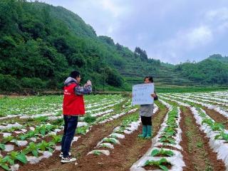 人保财险贵州安顺西秀支公司：深入田间验标 守护万亩烟田