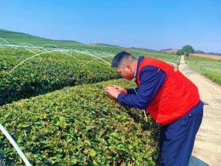 人保财险贵州安顺分公司：旱灾致茶园受损 复勘定损保农稳产