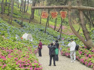 贵州梅园600亩绣球花海喜迎客来