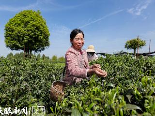 一杯年轻化的茶 一股新消费的风