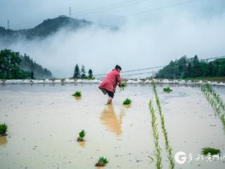 【高清组图】贵州望谟：开启田园插秧季