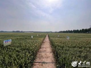 潍坊诸城：科技护航　金穗飘香