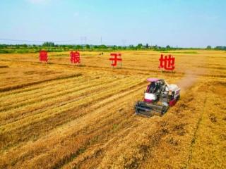 麦浪翻滚收割忙