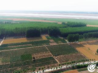 黄河滩芍药“智”启产业新篇 赋能高质量发展“新赛道”
