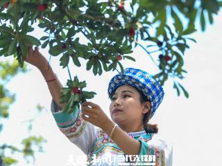 贵州望谟：夏日“梅”好时光