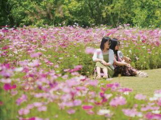 波斯菊花海盛放